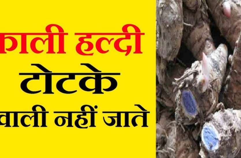 kali haldi ke achuk totke: kali haldi se vashikaran in hindi काली हल्दी की गांठ मिल जाए तो न करें अंदेशा, यह होती है चमत्कारी, इन बाधाओं को दूर कर देती है मालामाल