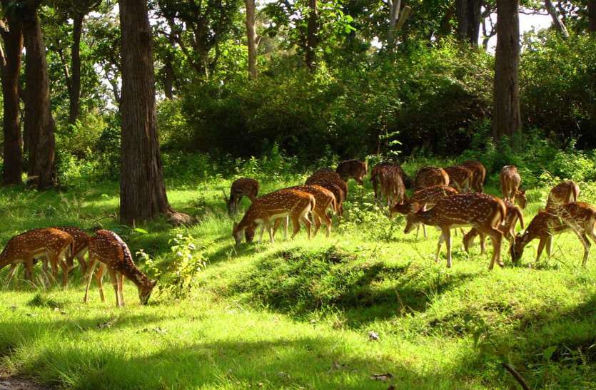 Chhattisgarh news बारनवापारा के वन्यप्राणियों को नहीं संभाल पा रहा वन विभाग
