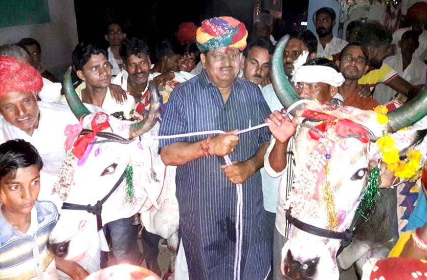 agriculture-minister-sacrificed-the-tradition-by-sacrificing-oxen video: कृषि मंत्री प्रभुलाल सैनी ने बैलों का पूजन कर परम्परा का किया निर्वाहन