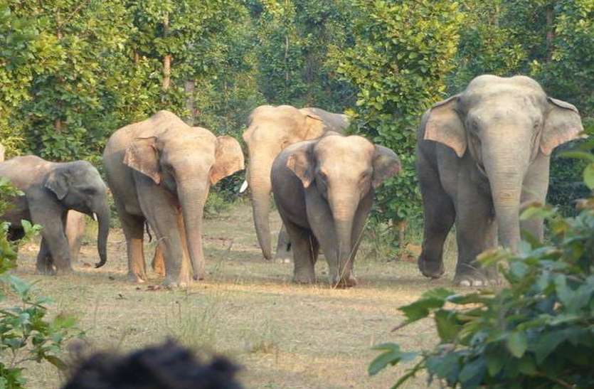 Elephants जब तैयार फसल काटने की बारी आई तो खेतों में पहुंचने लगे गजराज, हर दिन खून के आंसू रो रहे किसान