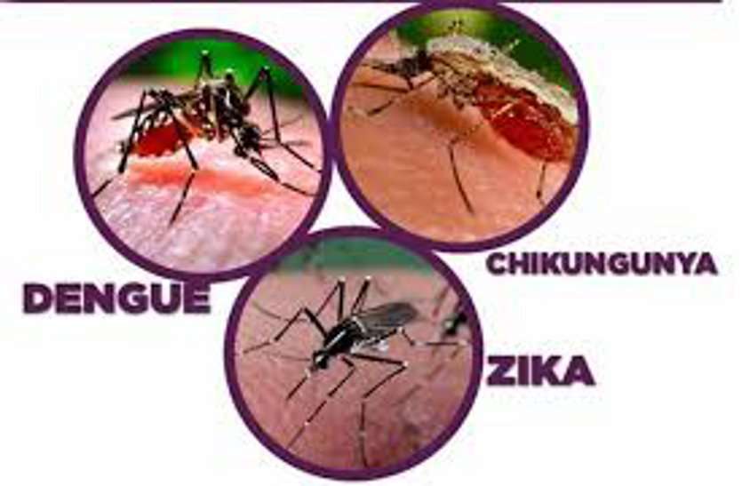 zika and dengue attack on gwalior city ग्वालियर के लोगों पर पडऩे वाली है दोहरी मार, एक मुसीबत गई नहीं थी अब दूसरी ने जमाया डेरा