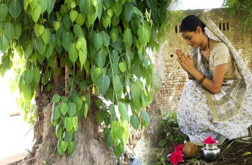 pipal ke pujan se labh इस तरह करें पीपल की पूजा, शनि होंगे शांत, होती रहेगी धनवर्षा