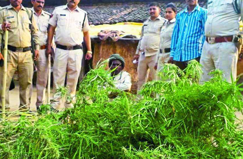 The case of the village of Chahali: farming of ganja was under the guise of vegetable, the accused threw चहली गांव का मामला :सब्जी की आड़ में हो रही थी गांजा की खेती, आरोपी धराया