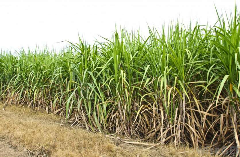 sugar cane युवक को दोस्त बुलाकर ले गए अपने साथ, फिर ईंख के खेत में इस हालत में मिला