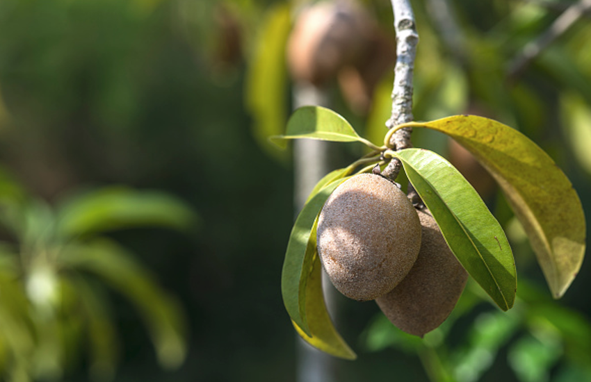 Sharir ko turant urja deta hai cheekoo hastmaithun se hui kamjori ko dur,gharelu nuskhe,puri body ko gora banye,hemoglobin ki kami se kya hota hai,cheek exercise,home remedies,how to get fair skin,ayurvedic,chikoo fruit benefits for skin,gharelu upchar,desi nuskhe,beauty tips,desi nuskhe in hindi,how to raise hemoglobin,natural remedies,treatment for itchy skin,homemade face pack