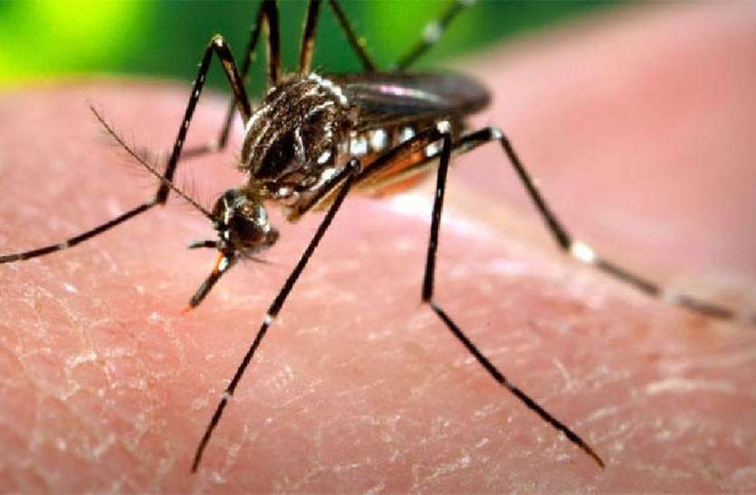 dengue 72 घंटे में डेंगू पीड़ित तीन मरीजों की मौत, अब तक बारह की गई जान