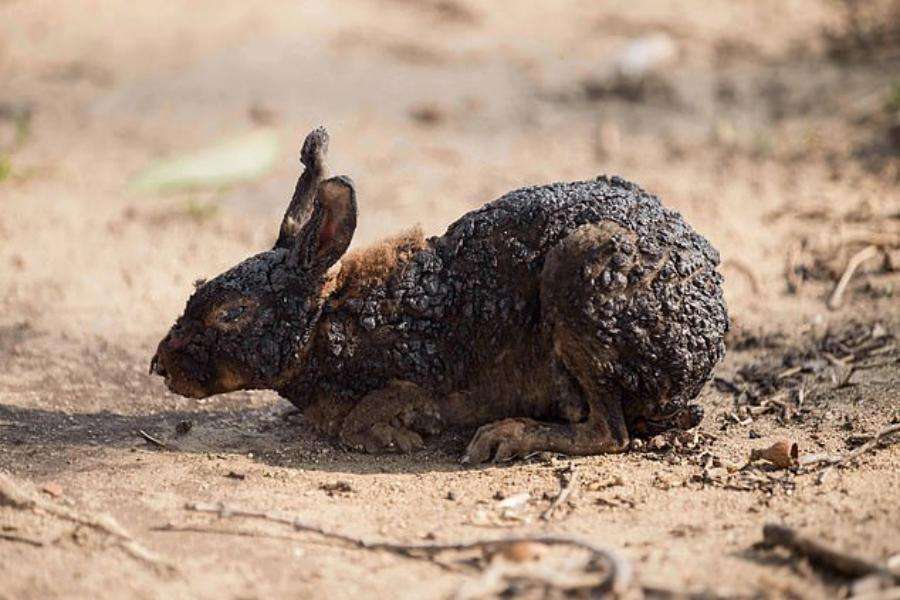 burned rabbit