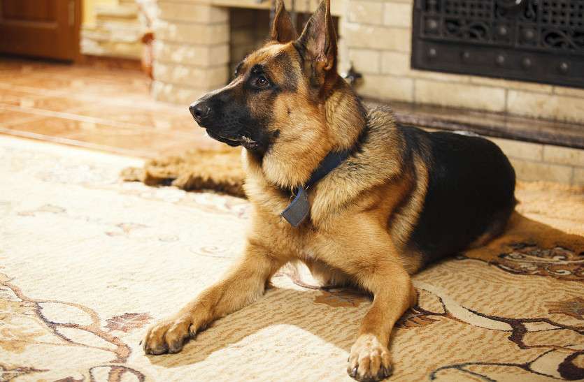 pets इन पालतुओं की तिजोरियां करोड़ों रुपयों से भरीं