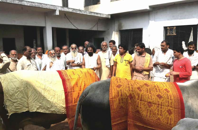 Gopashtami Poojan Programe Ornized In Karsewakpuram Ayodhya गोपाष्टमी पूजन पर अयोध्या में संतों ने कहा भारतीय कृषि व्यवस्था की मेरूदंड हैं गौ माता