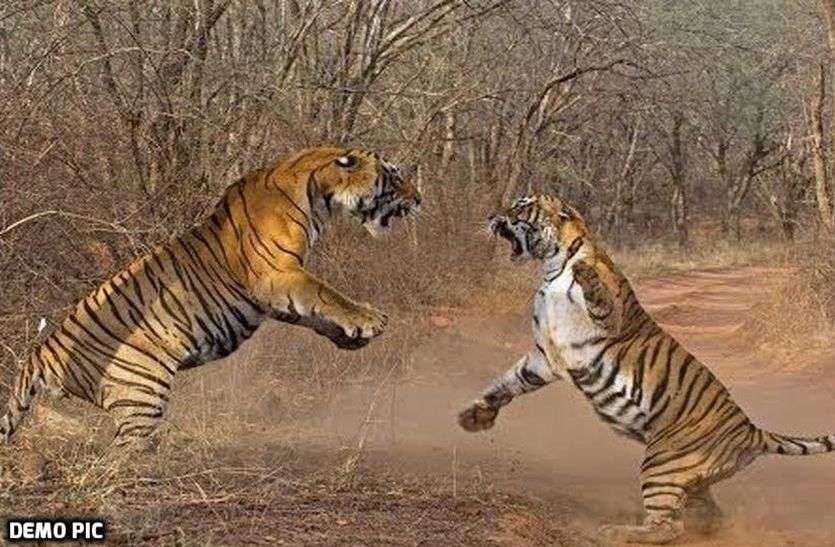 Fight Between Sariska Tigers St-6 And St-4 Sariska Tigers Fight : सरिस्का के इन दो बाघों के बीच फिर हुआ संघर्ष, दो साल में इतने बार भिड़ चुके हैं ये दोनों बाघ
