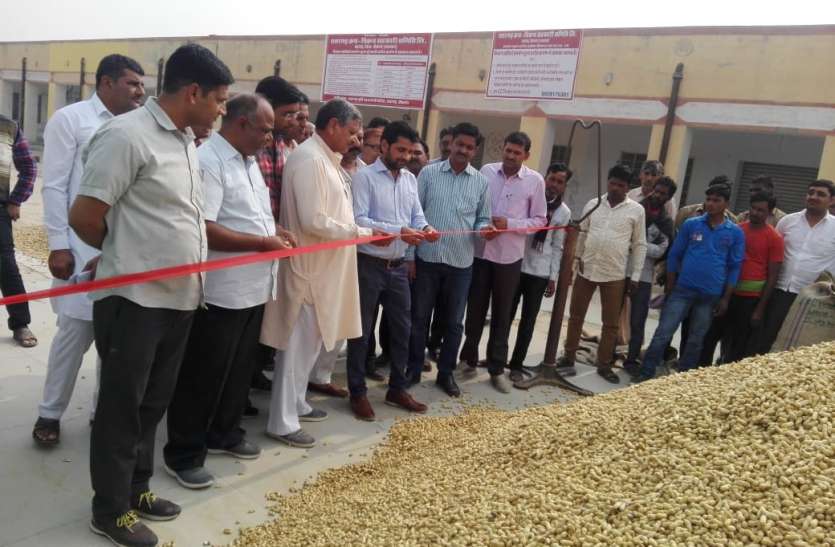Peanut Purchase Center start मूंगफली खरीद केन्द्र शुरू