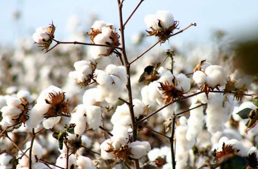 Cotton अमरीका के खराब मौसम ने कपास आैर रूई की कीमतों में दिए सुधार के संकेत