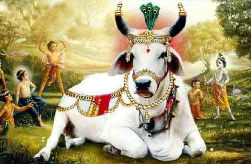 gopashtami Gopashtami 2018: सुख-समृद्धि में वृद्धि पाने के लिए इस दिन करें गाय और गोविंद की पूजा