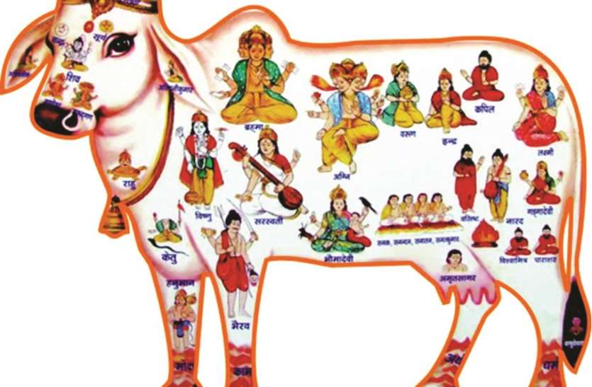 kolkata गोपाष्टमी : गौवंश के सत्कार का पर्व