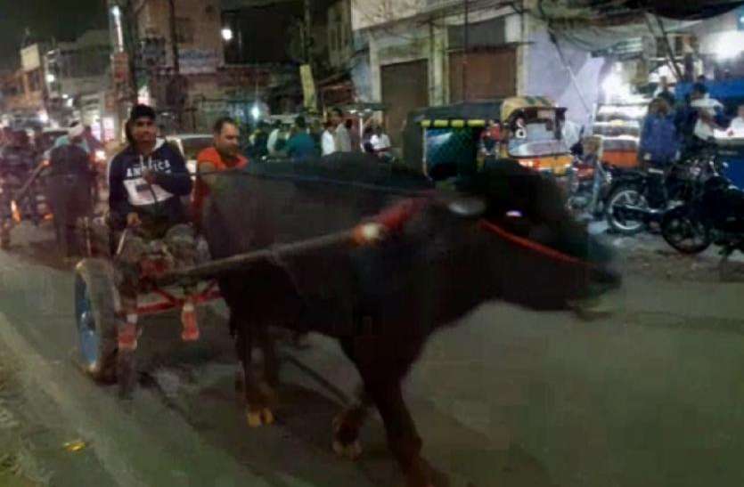 news अजब गजबः बुलेट बाइक को जीतने के लिए भागे भैंसे, देखें वीडियो