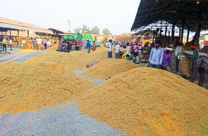 mandi बासमती की खुशबू से महक उठी मंडी