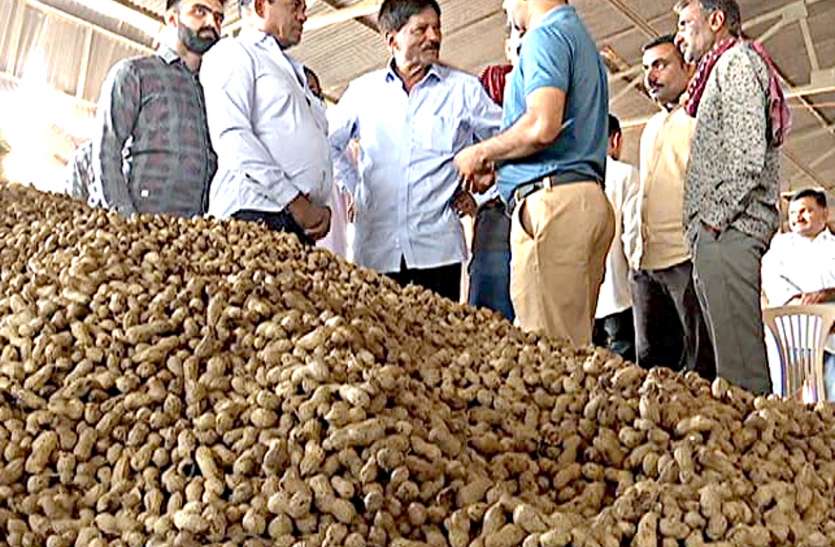 Groudnut, Farmers, Buy, MSP पहले दिन 2820 किसानों से 39 हजार क्विंटल मूंगफली खरीदी