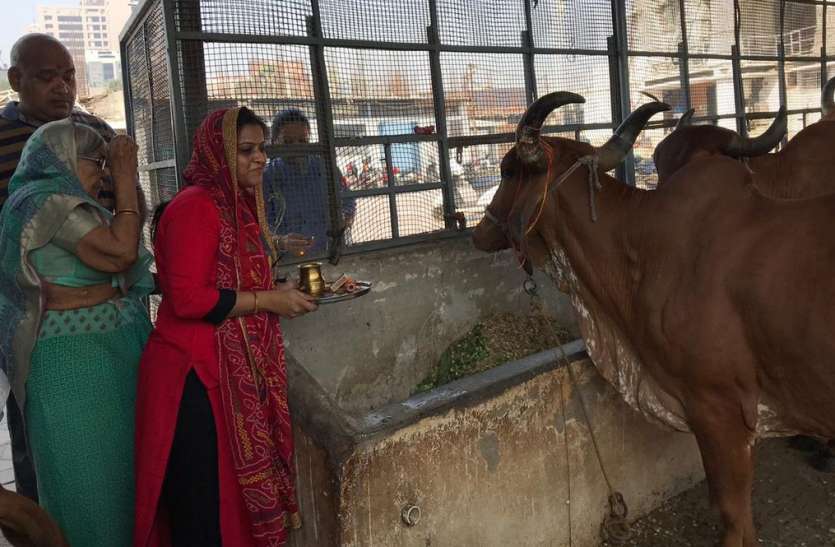 patrika गोपाष्टमी पर होगा गो पूजन