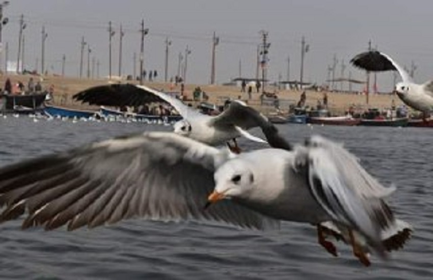 Siberian Birds Arrive The Sangam Nagri - संगम की धरती पर पंहुचे विदेशी  मेहमान आने वाले श्रधालुओं का करेंगे स्वागत, सेल्फी लेने वालों की भीड़ |  Patrika News