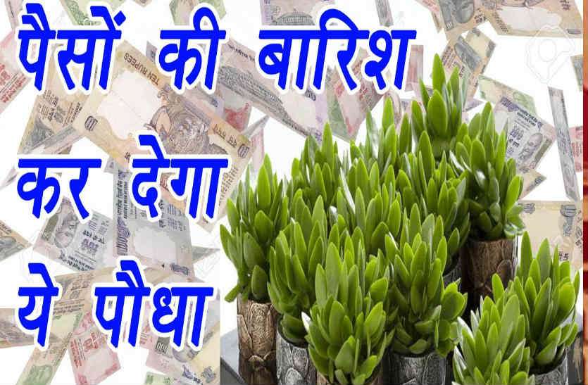 Crassula Money Plant की जगह लगाए Crassula Plant, धन चुंबक की तरह घर में खिंचा चला आएगा