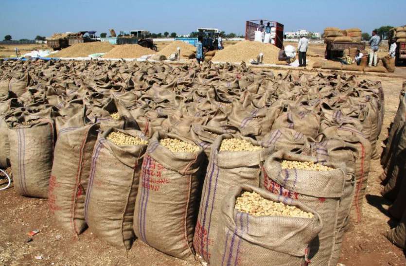 open market in Jamnagar जामनगर यार्ड के ओपन मार्केट में मूंगफली की आवक शुरू