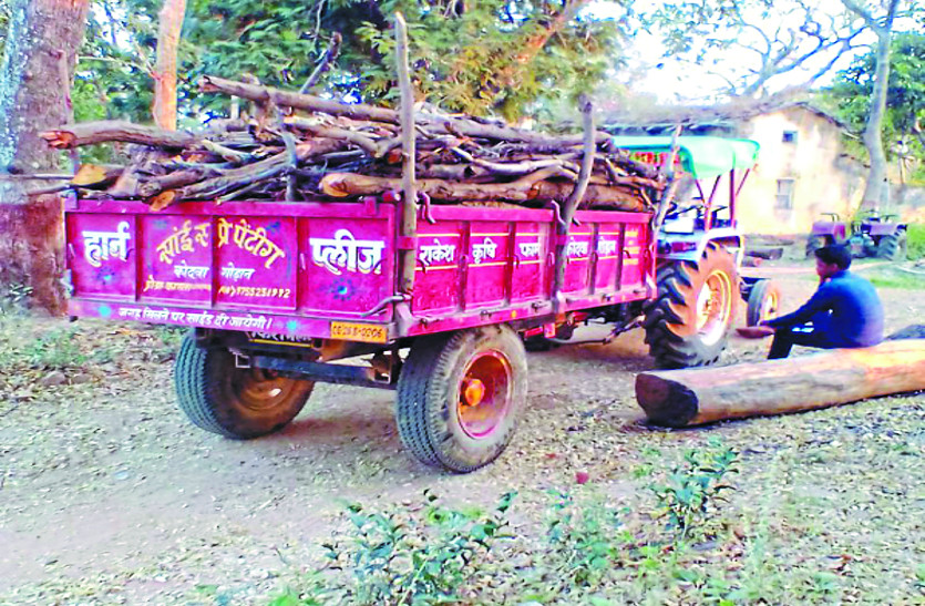 cg news जलाऊ लकड़ी के नाम पर जमकर हो रही जंगल में तस्करी