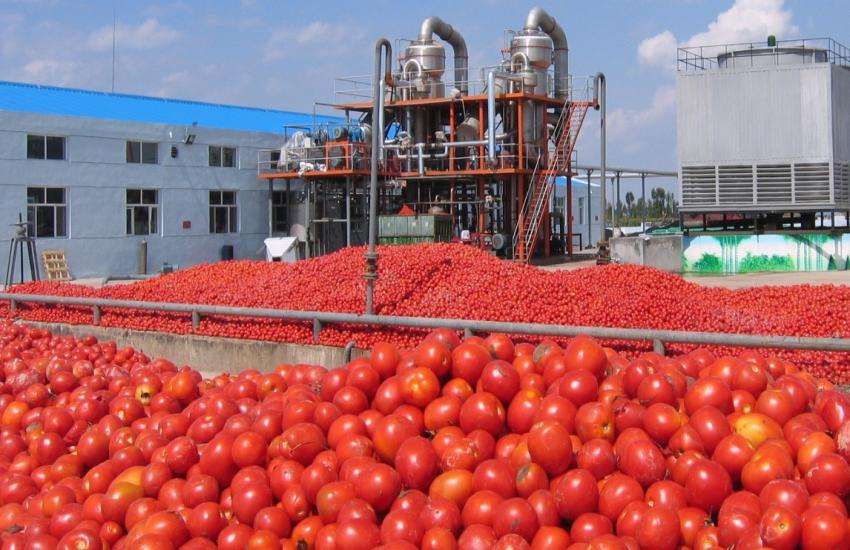 tomato