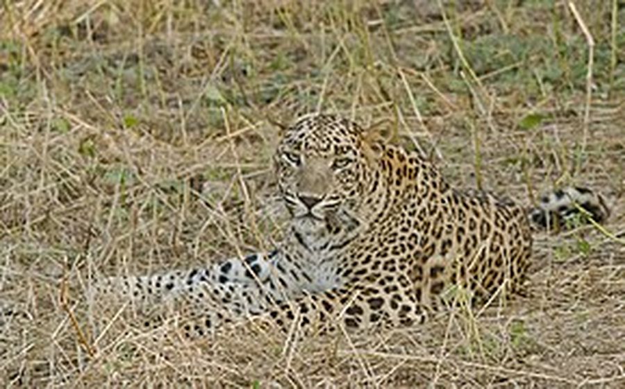 panther in rajasthan लोगों को यूं ही दिख जाते पैंथर, वन विभाग के दावे हो रहे फेल
