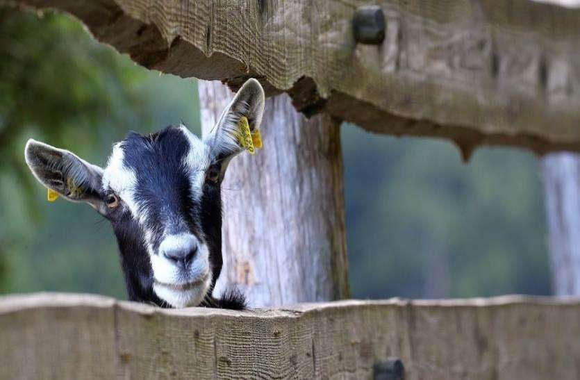 goat बकरी चबा गई 16 लाख रुपये, कंगाल हुए परिवार ने अनोखे अंदाज में लिया बदला