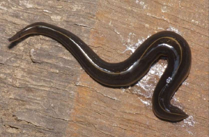 Creepy Worm New Guinea Flatworm इस क ड क छ न भर स ह ज त ह इ स न क म त अगर आपक घर म भ द ख त ह ज ए स वध न Patrika News