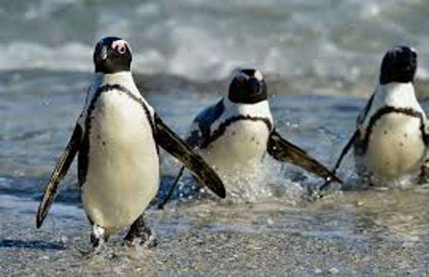 Penguins