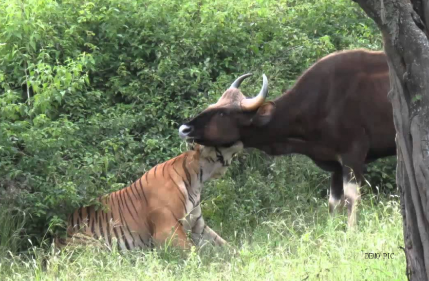Tiger killed bull in Lakhimpur Kheri जब बाघ और सांड आ गए आमने-सामने, फिर दिखा कुछ ऐसा नजारा, भाग खड़े हुए ग्रामीण