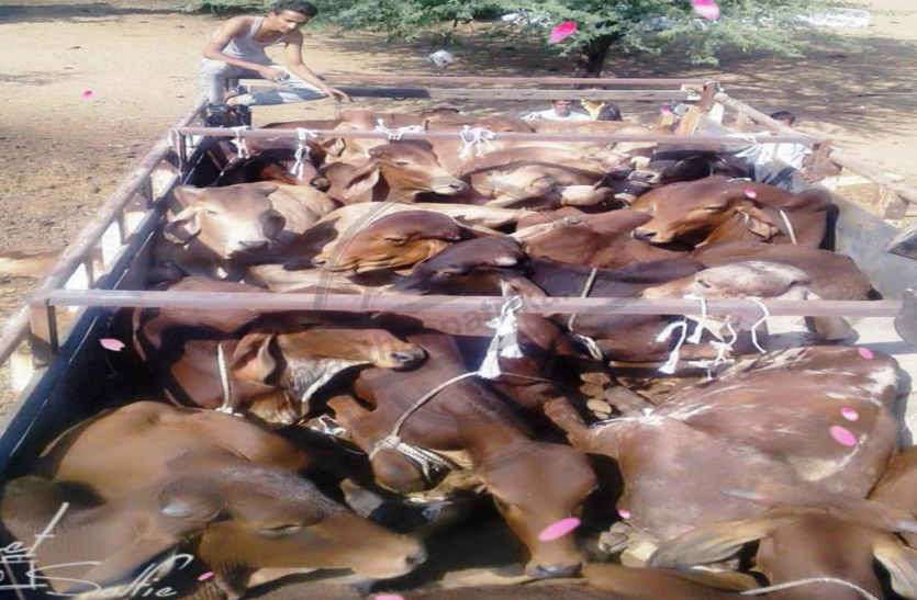 Killing nine neat cattle in bhilwara कत्लखाने ले जाए जा रहे 9 गोवंश की दम घुटने से मौत, 37 को छुड़ाया, ट्रक छोड़कर भागे तस्कर