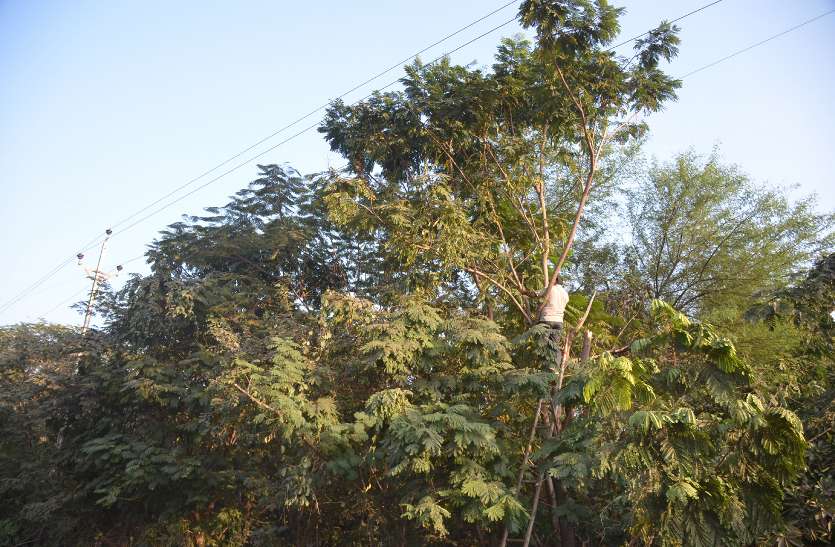 patrika बिना अनुमति के एनएच के किनारे ग्रीन लैंड पर गड़ा रहे बिजली के खंभे