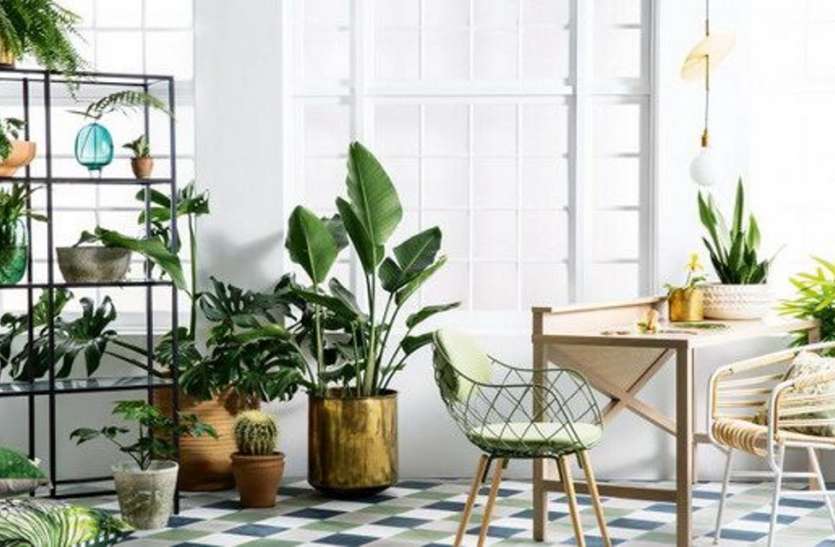 Healthy Homes From Indoor Plants To The Sweet Home इंडोर प्लांट्स से स्वीट होम को बना रहे हेल्दी