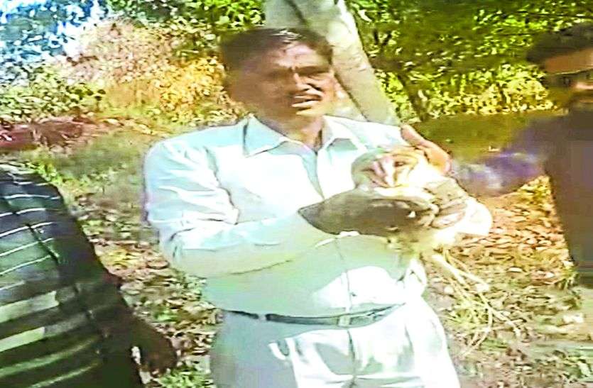 Rare species of owls कपड़ा गोदाम में मिले दुर्लभ प्रजाति का उल्लू