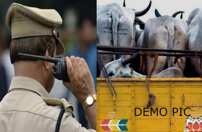 Police and Cow गो तस्करी में एसटीएफ की जांच पूरी, प्रभारी एसआई व तीन कांस्टेबल सस्पेंड
