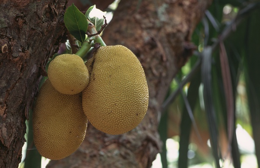 Stay Healthy Jackfruit Is A Nutrient Powerhouse Health Tips In Hindi एनर ज ब स टर ह स पर फ ड कटहल ह बह त स र फ यद Patrika News