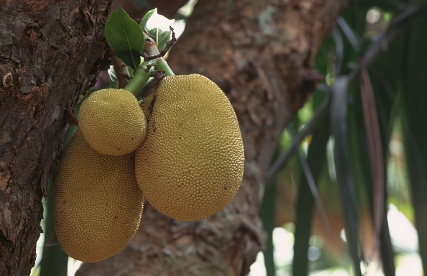 Energy booster is super food jackfruit, many benefits,kathal ke fayde,kathal khane ke fayde,kathal,katahal ke fayde,kathal ke fayede,kathal khane ke fayde in hindi,kathal ke gud,kathal ki sabji,kathal ki sabzi,kathal khane ke fayade,kathal ke nuksan,kathal fayde,papita ke fayde,kathal khane ke labh,kathal se sehat me fayde,aloo ke fayde,papita khane ke fayde,kache papite ke fayde,safarjal ke fayde,kathal khane ke nuksan,fanas ke fayde