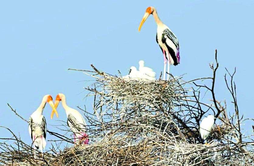 Migratory birds reaching Chavandia चावंडिया पहुुंचने लगे प्रवासी पक्षी