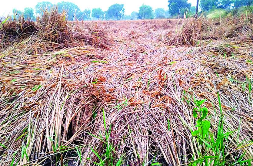 अचानक मौसम में बदलाव फिर मूसलाधार बारिश से फसल को नुकसान, किसानों की बढ़ी चिंता अचानक मौसम में बदलाव फिर मूसलाधार बारिश से फसल को नुकसान, किसानों की बढ़ी चिंता