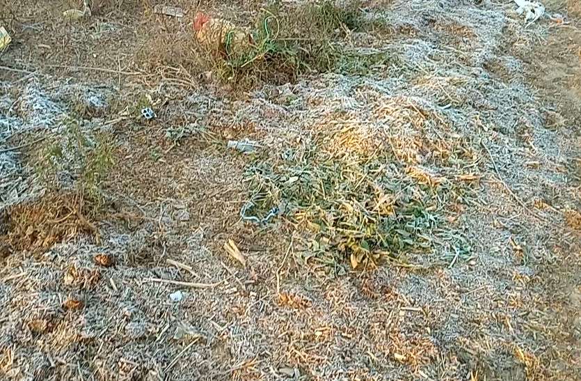 crops destroyed due to winter frost in Jaipur राजस्थान में किसानों की कर्जमाफी से पहले ही पाला पड़ने के कारण फसलें नष्ट, दोहरी मार से परेशान धरतीपुत्र