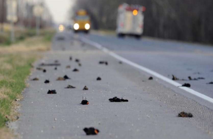 birds commit sucide असम के इस गांव में पक्षी कर लेते हैं आत्महत्या, वैज्ञानिकों के लिए बना हुआ है रहस्य