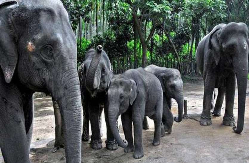 elephants दुधवा नेशनल पार्क के हाथियों से लोगों में दहशत, डर से ग्रामीणों ने खेतों में काम करना किया बंद