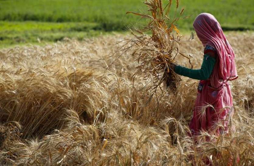 farmers तीन श्रेणियों में हो सकती है किसानों की कर्जमाफी, सहकारिता विभाग जुटा मशक्कत में, सीएम कर सकते हैं ऐलान!
