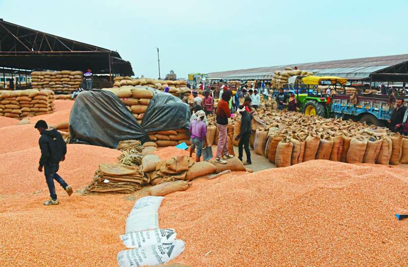 chhindwara दक्षिण भारत की डिमांड से मक्का भाव 17 सौ पार
