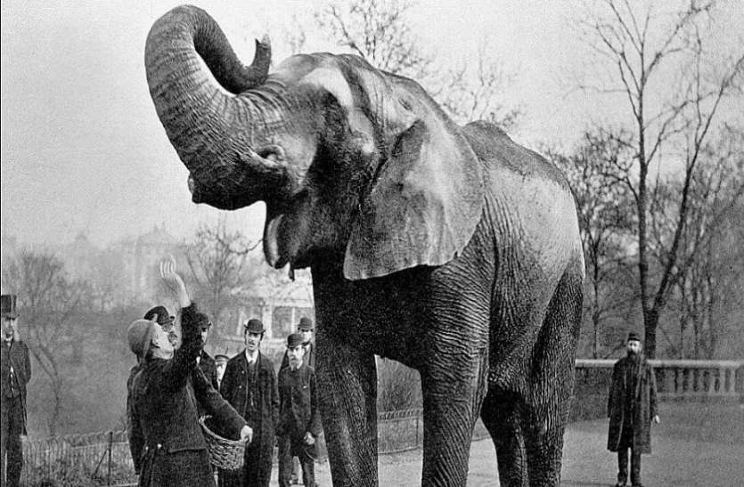 sad story Of murderous mary a circus elephant hanged एक मासूम हाथी को सबके सामने लटका दिया था फांसी के फंदे पर, पीछे की कहानी कर देगी बेचैन