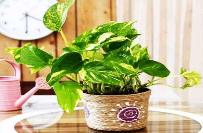 Money Plant : घर में लगे मनीप्लांट में बांध दीजिए इस रंग का रिबन,चमक जाएगी किस्मत