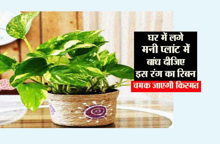 Money Plant kis disha me lagaye know all benefits in hindi | Money Plant :  घर में लगे मनीप्लांट में बांध दीजिए इस रंग का रिबन,चमक जाएगी किस्मत |  Patrika News