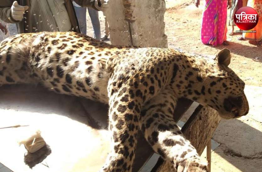 banswara बांसवाड़ा : वन क्षेत्र में मृत मिला पैंथर, पीछे के पैर टूटे और कमर पर फंदे के निशान मिले, हत्या की आशंका